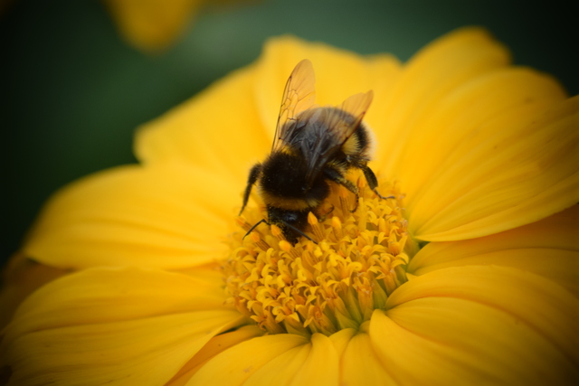 A bee collecting pollen from a yellow flower.
