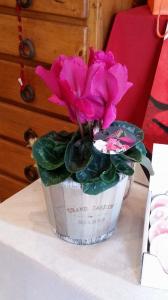 Cyclamen Tub