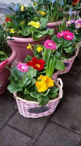 Mothers Day Planted Basket 01