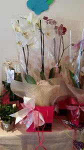 Orchid - Gift Bag